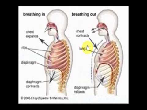 7 1 intercostal muscles action part 2 - YouTube