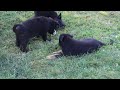 German Shepherd Puppies For Sale
