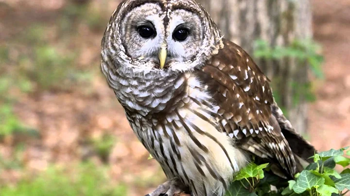 91 Owl, Barred   Female two phrase hoot, ascending hoot, caterwaul