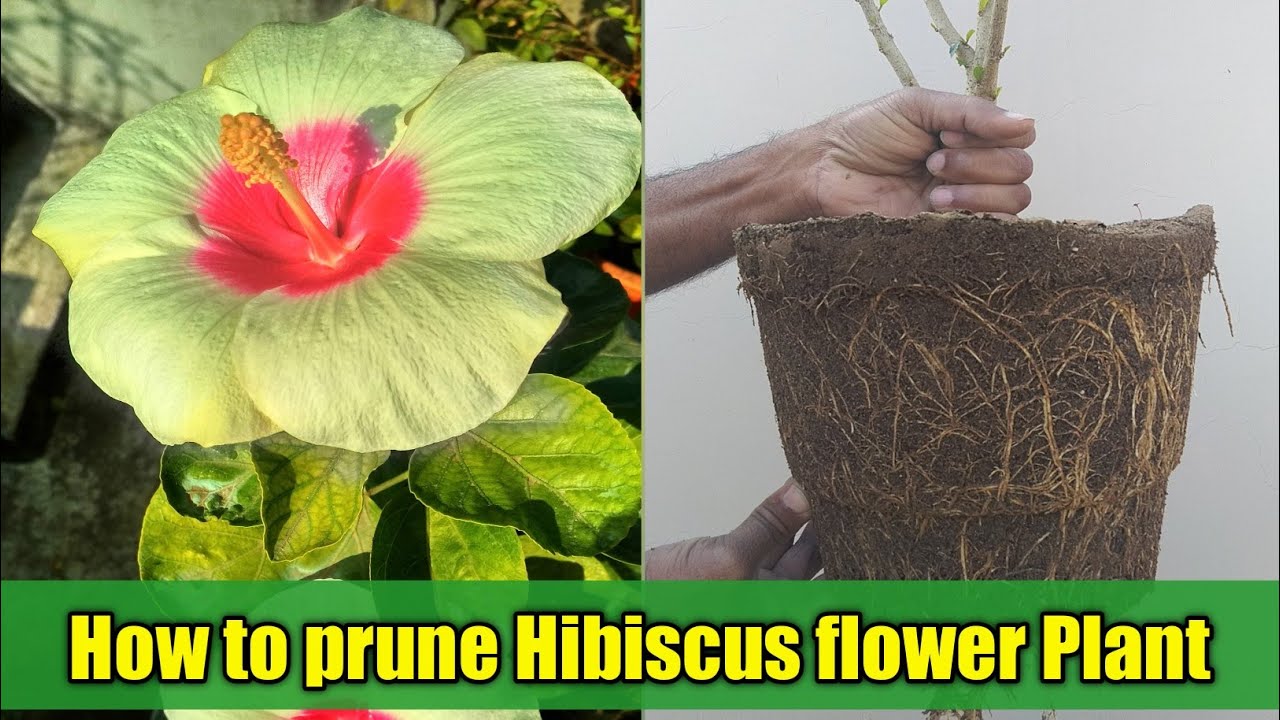 How to Prune and Repot Hibiscus (Variegated) Plant ? How to Prune