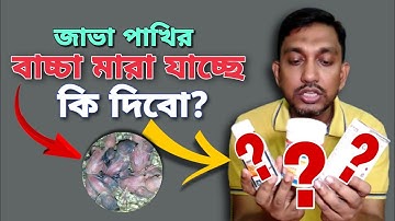 জাভার বাচ্চা মারা যাচ্ছে - সমাধান করুন ও জাভা পাখি পালন করুন | Java bird breeding medicine (V-293)