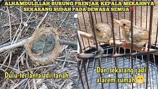 Update perkembangan burung prenjak kepala merah/prenjak tamu‼️