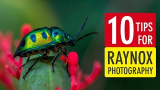 10 Tips for Raynox DCR-250 Photography (Macro Photography with Raynox DCR-250) | Sonika Agarwal