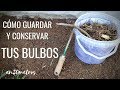 Cómo CONSERVAR BULBOS DE FLORES para que duren AÑOS || en20metros