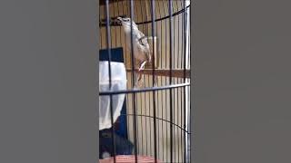 Ciblek alas dahsyat gaya dan tembakanya