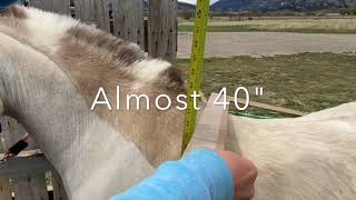 How to Measure for a Horse Harness