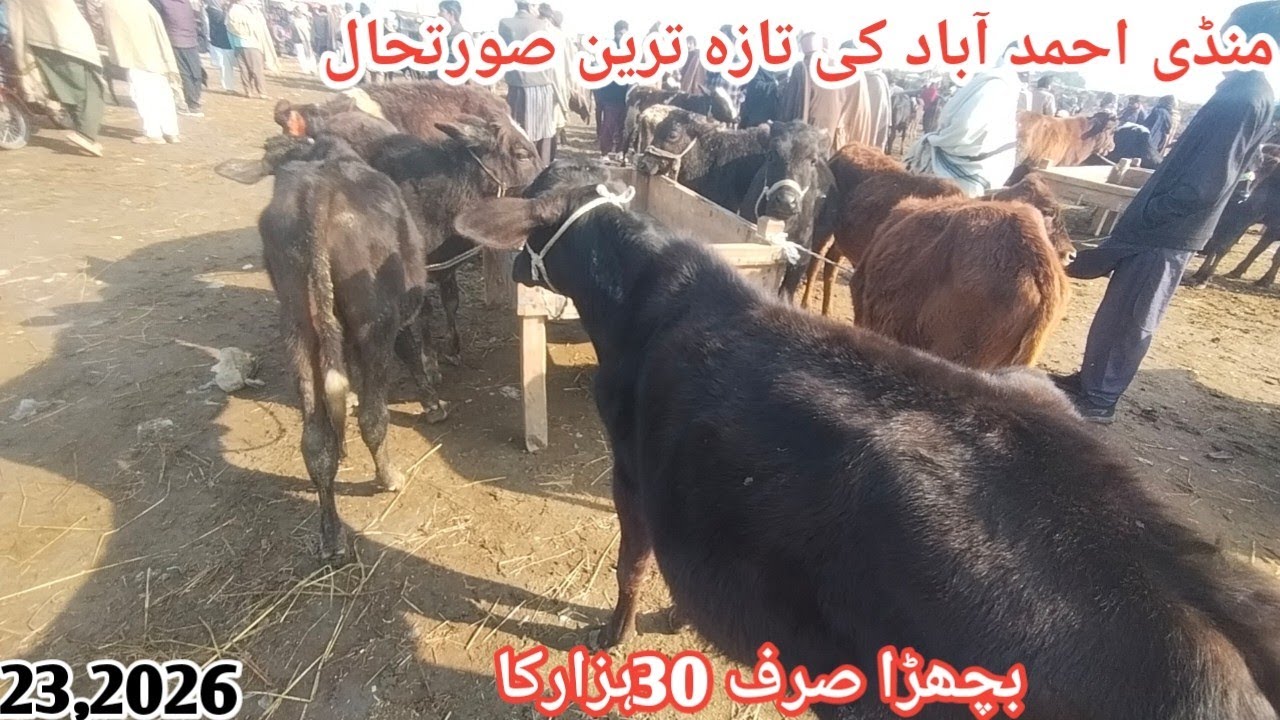 Update Ahmedabad Mandi|Katta Farming Business Bachra Farming Business Punjab...