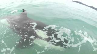 Orca Encounter 2014