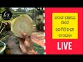 How to make boat in banana tree &amp; leaf