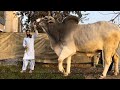 New world record 2022  i met biggest bull in this world   punjab agri farm 