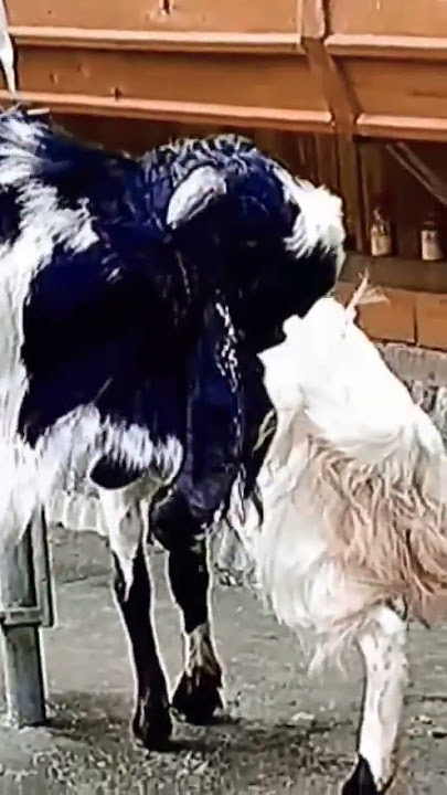 KAMBING ETAWA KAWIN