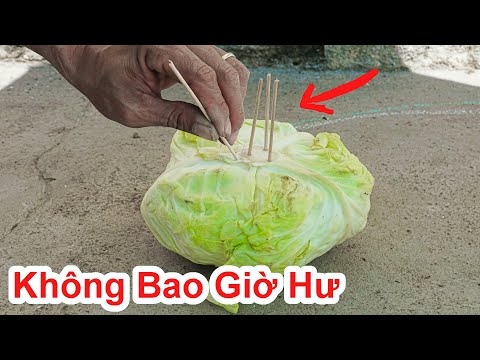 Video: Cách Giữ Bắp Cải Tươi