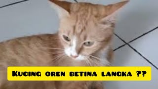 Kucing oren betina ternyata dikit jumlahnya