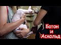 Батон знакомится с лысым котом Аскольдом