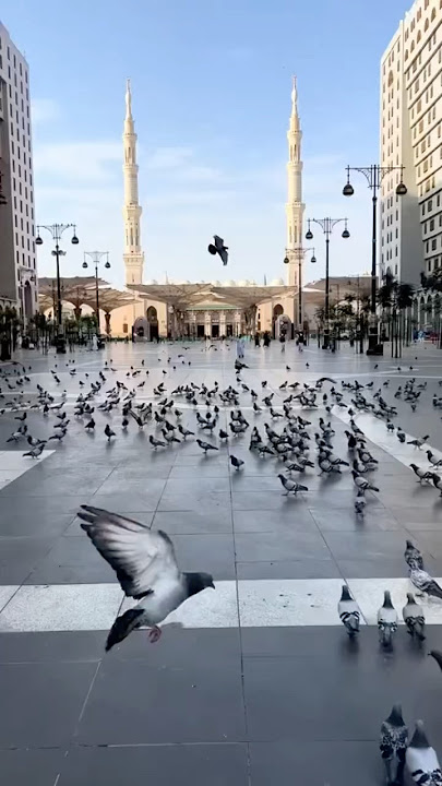 قلبي في المدينة وجد السكينة♥️