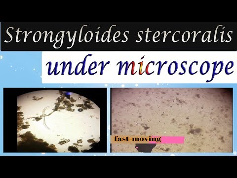 Video: Je strongyloides stercoralis zoonotický?