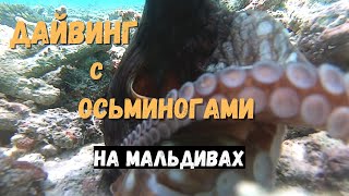 Самые удивительные осьминоги. Дайвинг на Мальдивах