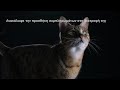 Video: Purina Pro Plan Cat Skin & Coat+ Συμπλήρωμα Διατροφής σε Έλαιο 150ml