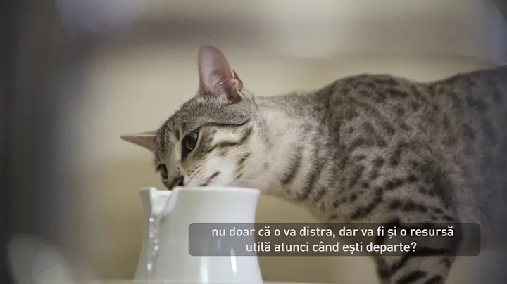 Cum să-ți hrănești corect pisica