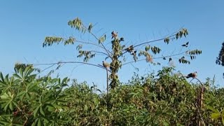 burong punai nya pada berjatuhan#pulot#kalimantan