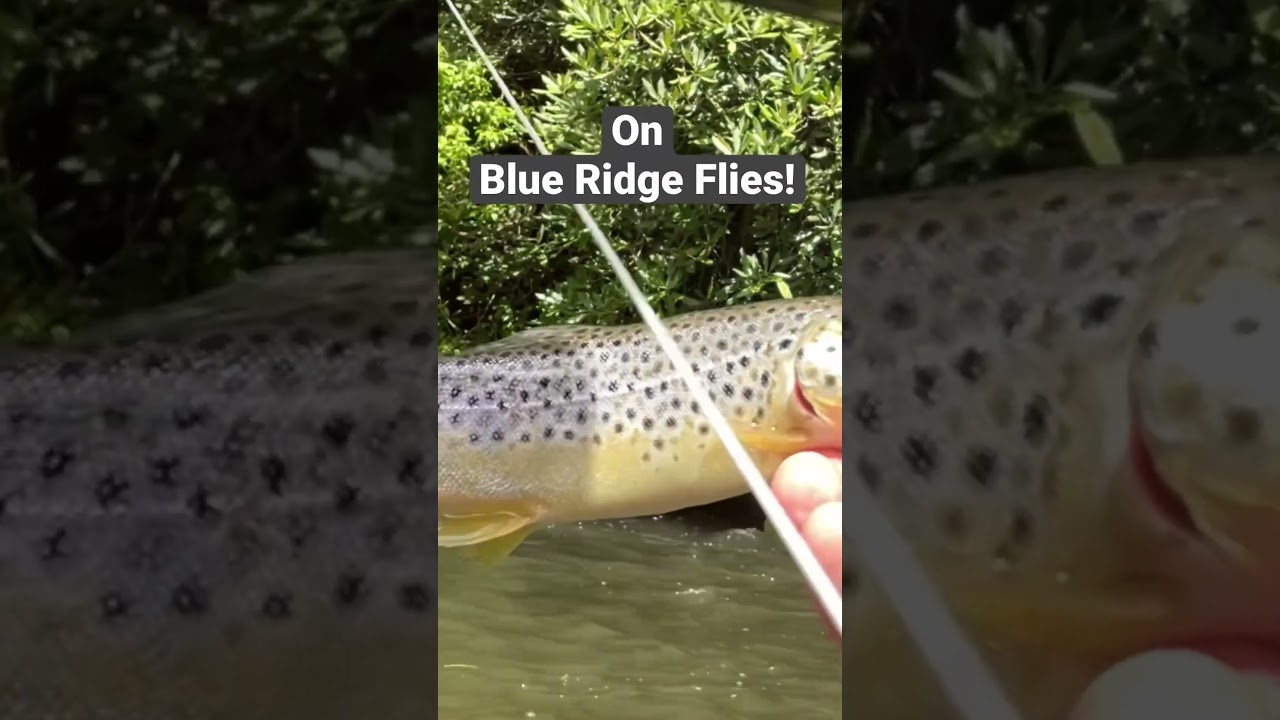 My FIRST Brown Trout EVER!!