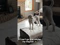 If i can’t go viral… maybe doggo can #viral #plsgoviral #nobatidao #meme