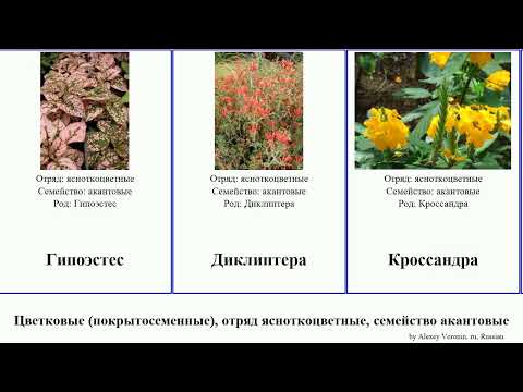 Цветковые (покрытосеменные), отряд ясноткоцветные, семейство акантовые angiosperms Пахистахис