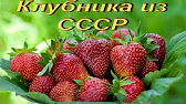 Ферма, сад и огород: секреты и советы