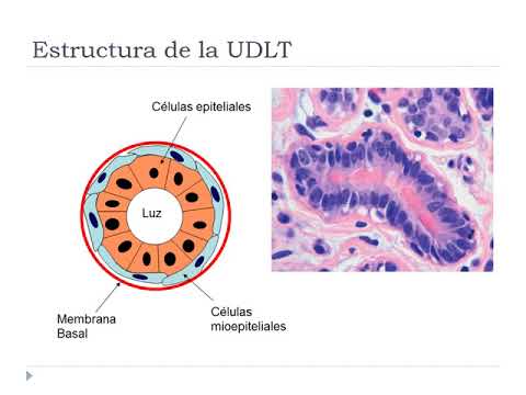 Vídeo: Etapas Clave Del Desarrollo De La Glándula Mamaria: Mecanismos Moleculares Implicados En La Formación De La Glándula Mamaria Embrionaria
