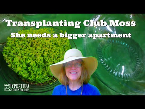 Transplanting Club Moss - She Needs A Bigger Apartment!