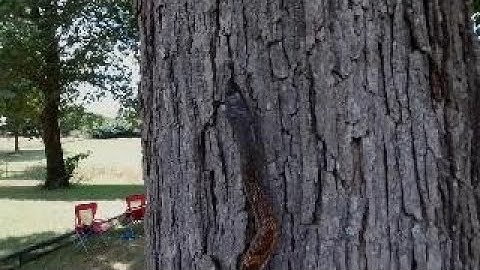 Rat Snake vs ATROX Snake Barrier