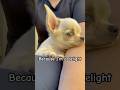I’m a delight #chihuahua #puppy #cute #pets #子犬 #かわいい