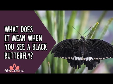 black dress with white butterflies