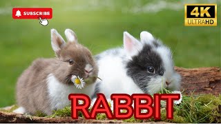 Rabbit | Animals Simple Videos | Beauty of universe by What have in universe 108 views 7 months ago 8 minutes, 31 seconds