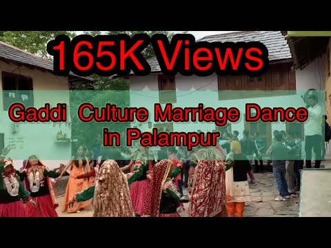 Gaddi Marriage Dance in Palampur   Himachali Culture   Pahari Dance