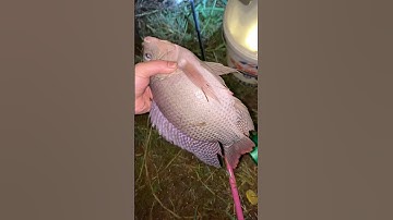 câu rô phi cụ #shots #fishing #cauca