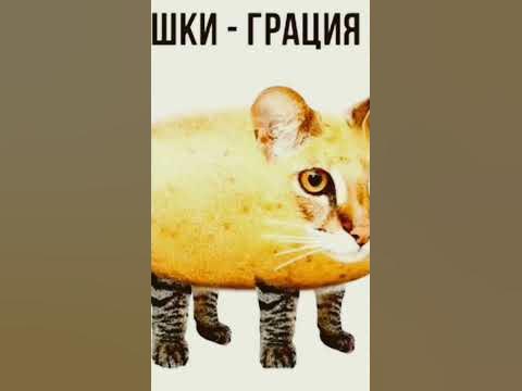 #мышка сосиска собачка жвачка кошка кортошка ку-ку я немножко - YouTube