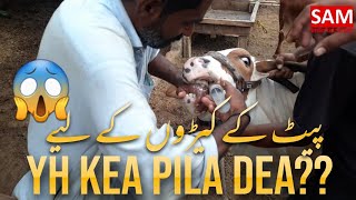 Subha Subha Kea Sab Janwaro Ka Pait Saaf ||How We Do Internal Deworming|| Sam Entertainment