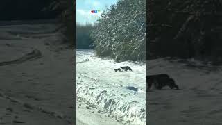 Ont. police record rare sighting of lynx family crossing the road