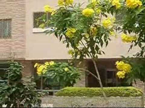 拈花惹草