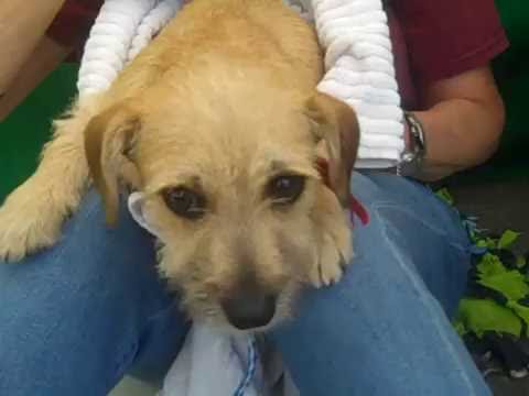 A4957758 Monty Border Terrier Mix Puppy Youtube