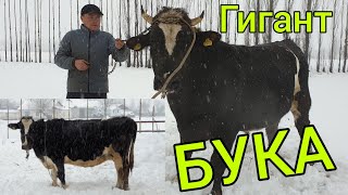 ГИГАНТ БУКА менен ГИГАНТ УЙ сатыкка чыкты  |  1 тонна ЭТ, 30 литр СҮТ берет