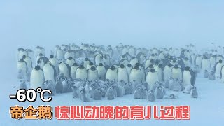 帝企鹅在冬天返回-60℃的南极雪原 它们的育儿过程惊心动魄