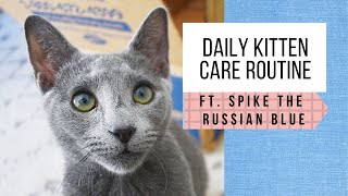 Raising our Russian Blue kitten: Daily care routine (5 months old) by Kat & Cats 42,390 views 3 years ago 3 minutes, 47 seconds