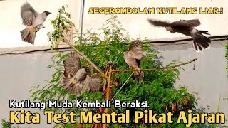AKSI PIKAT KUTILANG MUDA KETIKA DIDATANGI SEGEROMBOLAN KUTILANG LIAR..
