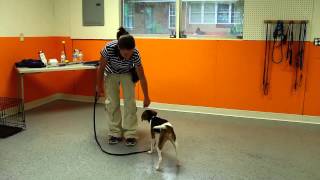 The DogSmith. Teaching a Dog How To Walk Nicely on a Leash by TheDogSmith 885 views 10 years ago 2 minutes, 41 seconds