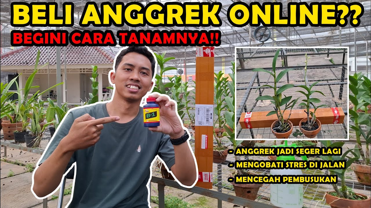 Cara Menjual Anggrek Online: Tips Sukses untuk Pemula Cara Menjual Anggrek Online: Tips Sukses untuk Pemula