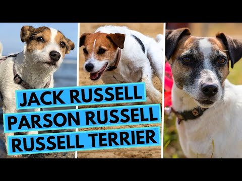 Video: Jack Russell teriér / Parson Russell teriér