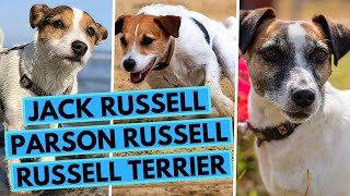 Jack Russell vs Parson Russell vs Russell Terrier  Breed Comparison  What are the Differences?