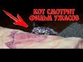 Кот смотрит фильм ужасов / Видео приколы про кошек